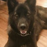 Talented Dog Sitter in Holiday