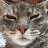 Cat sitter