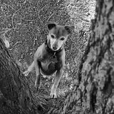 Available For Livermore House Sitter, California Jobs