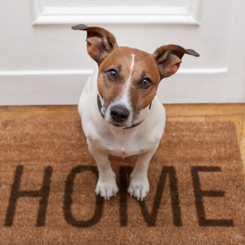 House Sitter Provider James S's Profile Picture