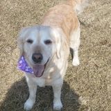 My name is Christiana,I have been dogsitting for 10 b in Trenton