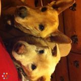 Pet Sitter, Best Rates, Military Discount!