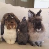 I have a few exotic pets such as guinea pigs, bird, turtle, rabbit and fish that need to be checked in and fed each day.