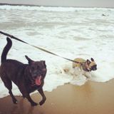 Dog walker