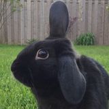 Well Trained Pet Care Provider in London, Ontario