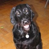 Searching for a Pet Care Provider Opportunity in Bridgewater (or nearby)