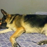 Fresno Petsitter Interviewing For Job Opportunities
