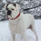Searching for a Pet Care Provider Opportunity in Scranton