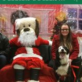 Oshawa Dog walker &Sitter Seeking Being Hired
