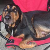 Looking for a dog-walker? A pet-sitter? Call us-we have lots of love and attention to give!
