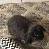 Opportunity: a Reliable rabbit Sitter in Inglewood