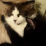 Available: Dedicated Pet Carer in Port Allen, Louisiana