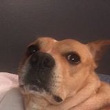 Talented Pet Trainer in Richmond, Texas