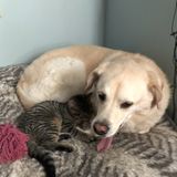 Interviewing For Richmond Hill Pet Care Provider Jobs