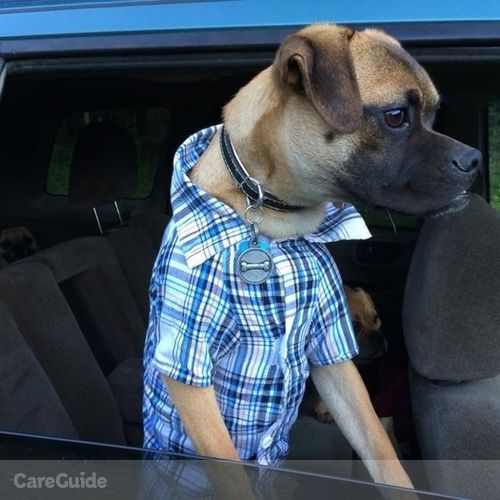 Pet Care Provider Bobby S's Profile Picture
