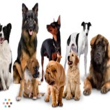 Tyya's Trails and Tails Dog Walking Services