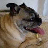 Marana, Arizona Dog Sitter Posting