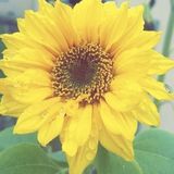 For Hire: Wonderful House Sitting Service Provider in Napa, California (anywhere).