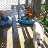 Doggie Daycare for sale
