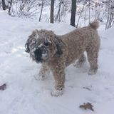 Newton Center Pet sitter needed