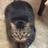 Mackerel Tabby's are my first love. Sudbury Pet Sitter Interested In Job Opportunities
