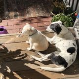 Mature and responsible house and pet sitter in Los Gatos. Available for the holidays!
