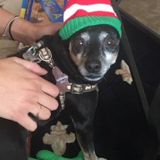 Experienced House and Pet Sitter with References, Joseph