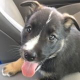Scarborough Pet Sitter Searching for Work