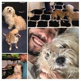 Great Dog Walking Available