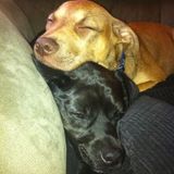 Animal lover who understands pets are more than just animals, theyre family. Dependable and trustworthy.