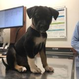 Sanford Dog Sitting Professional Interviewing For Job Opportunities in North Carolina