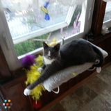 House and Pet Sitting