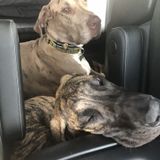 Peoria Dog Sitter Opportunity
