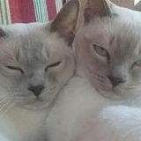Puurrrrfect, Professional and Precise Cat Care!