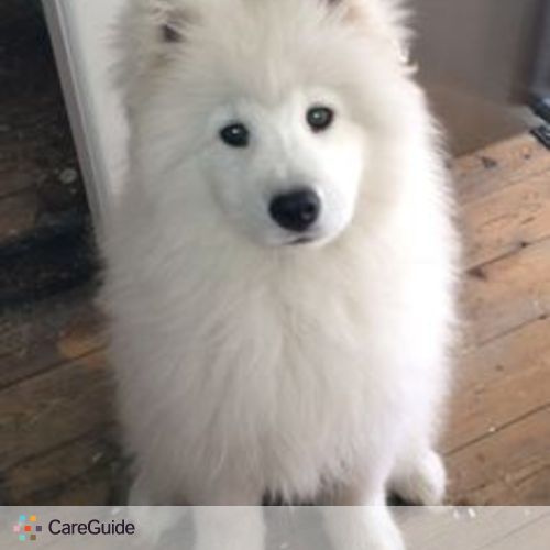 Pet Care Job Stephen M's Profile Picture