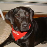 Responsible Pet Care, House Sitter & Home Organizer
