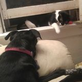 Auntie to you furry family members in Minneapolis, Minnesota, specializing in senior, rescue, and special needs pets.
