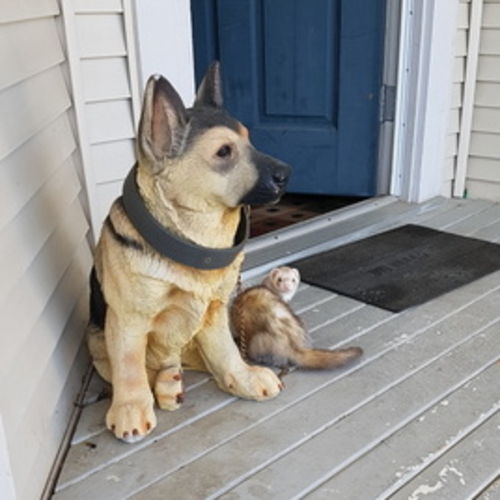 Pet Care Provider Ty L's Profile Picture