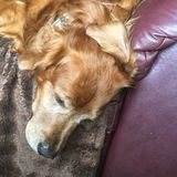 Dedicated Dog Walker & Pet Care for over 10 years!