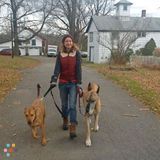 BOW Dog Walks and Pet Care