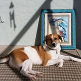 Looking For Port Charlotte Pet Care Provider Opportunity