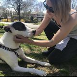 Loving Pet Sitter/Walker/Overnight Caregiver (Beaufort County)