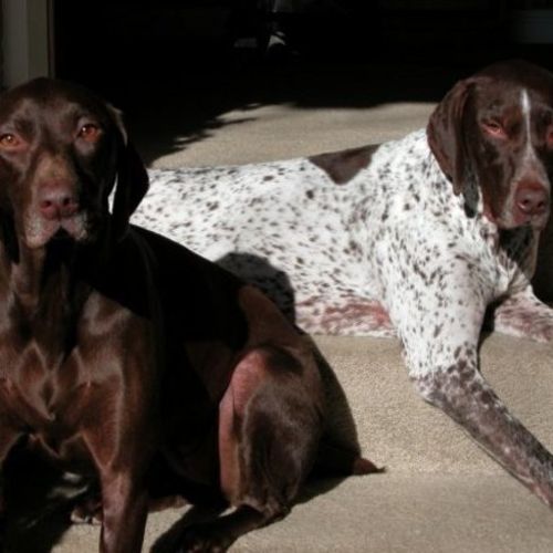 Pet Care Job Sharon Sperling's Profile Picture