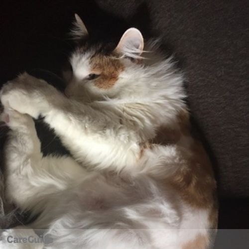 Pet Care Provider Sarah G's Profile Picture