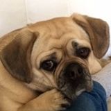 Let me love your pug