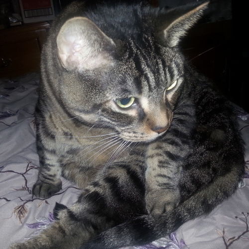 Pet Care Provider Rebekah 's Profile Picture