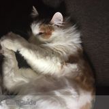 Willing to help out with your fur babies.