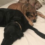 Greenville House and Pet Sitter Available For Job Opportunities