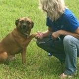 Home and Pet Sitter