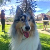 Available For a Dog Sitter Opportunity in Thousand Oaks